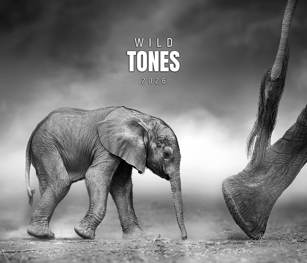 Wild Tones 2026 Shades of Africa 2025