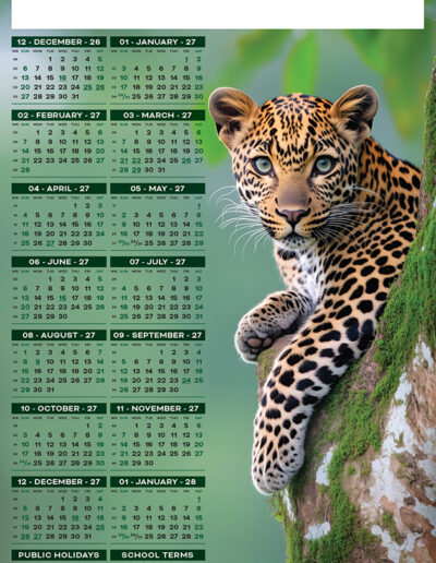 Leopard in Tree 2027